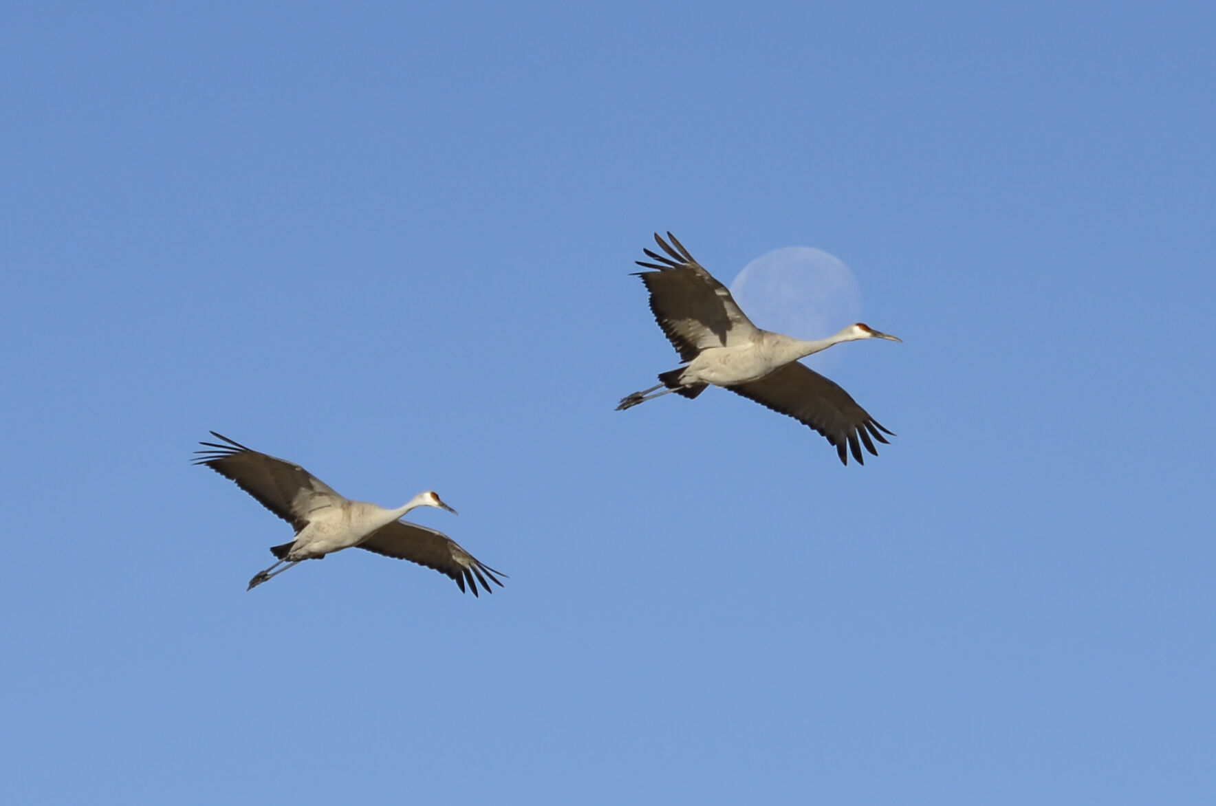 Cranes3_RGB.jpg
